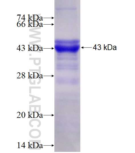 TH fusion protein Ag23075 SDS-PAGE