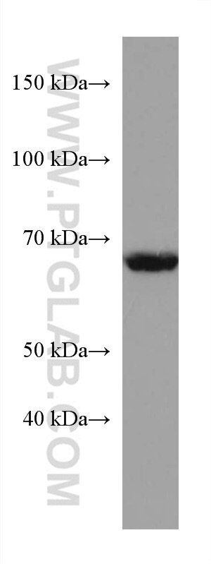 Western Blot (WB) analysis of Jurkat cells using TH1L Monoclonal antibody (67380-1-Ig)