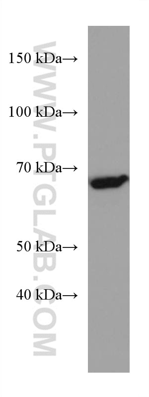 Western Blot (WB) analysis of K-562 cells using TH1L Monoclonal antibody (67380-1-Ig)