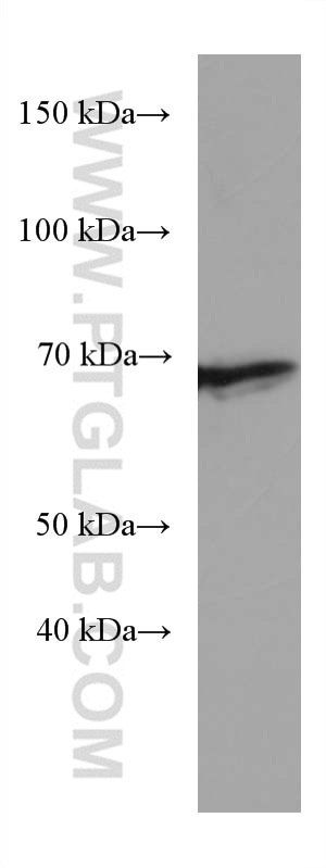 Western Blot (WB) analysis of NIH/3T3 cells using TH1L Monoclonal antibody (67380-1-Ig)