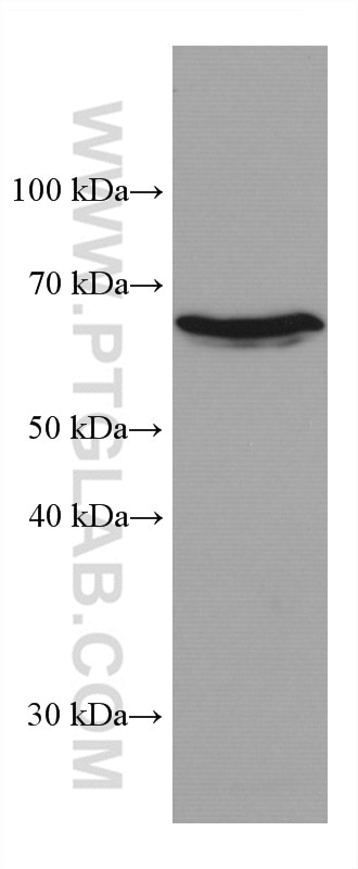 Western Blot (WB) analysis of RAW 264.7 cells using TH1L Monoclonal antibody (67380-1-Ig)