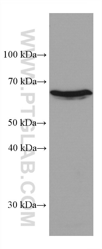 WB analysis of RAW 264.7 using 67380-1-Ig