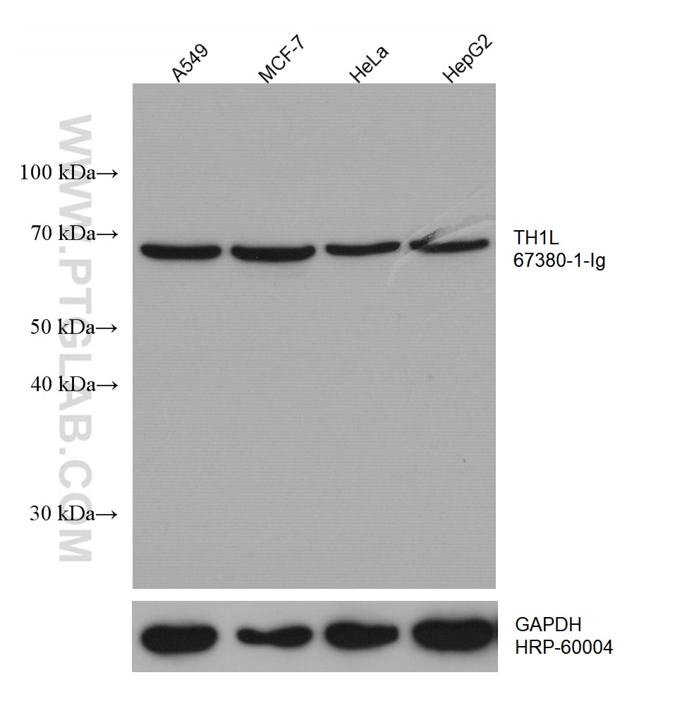 Western Blot (WB) analysis of various lysates using TH1L Monoclonal antibody (67380-1-Ig)