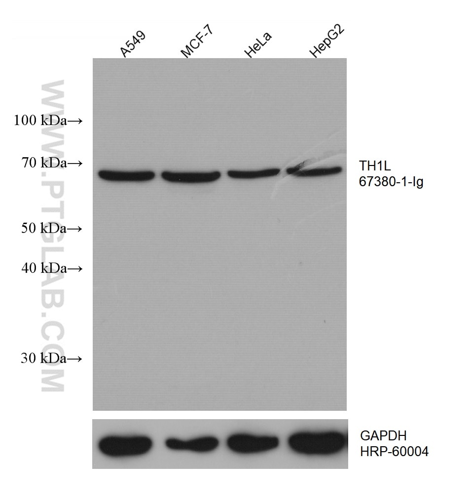 WB analysis using 67380-1-Ig
