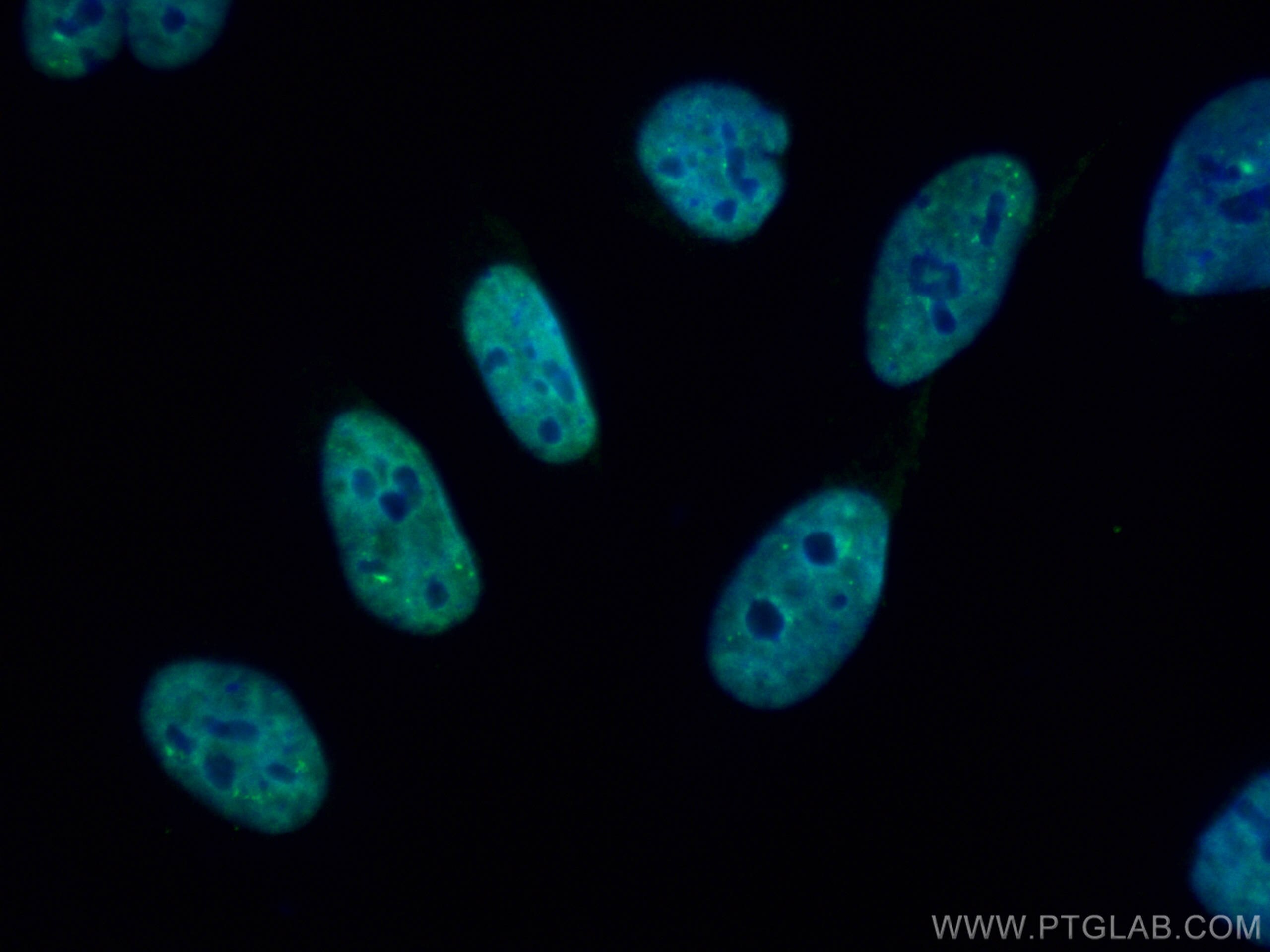 IF Staining of HeLa using CL488-67380