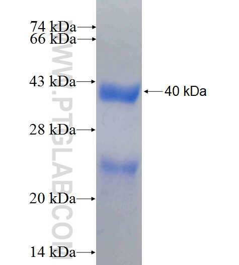 TH1L fusion protein Ag24894 SDS-PAGE