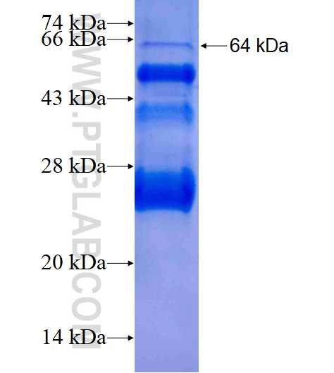 TH1L fusion protein Ag1750 SDS-PAGE