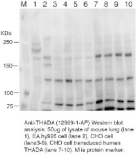 WB analysis of CHO cells using 12909-1-AP