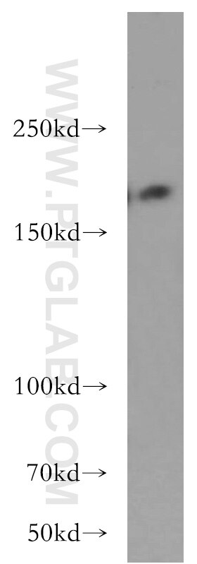 WB analysis of A549 using 12909-1-AP