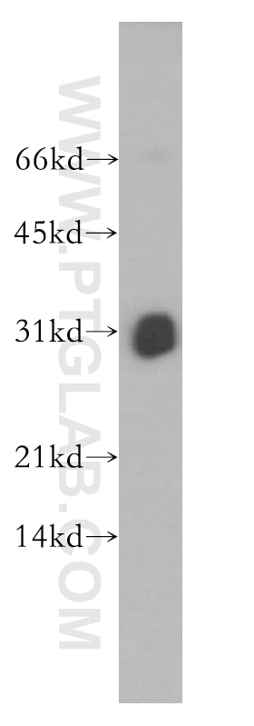 Western Blot (WB) analysis of HEK-293 cells using THAP1 Polyclonal antibody (12584-1-AP)