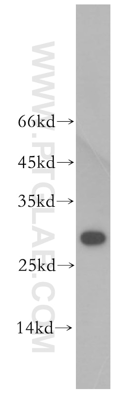 Western Blot (WB) analysis of HepG2 cells using THAP1 Polyclonal antibody (12584-1-AP)