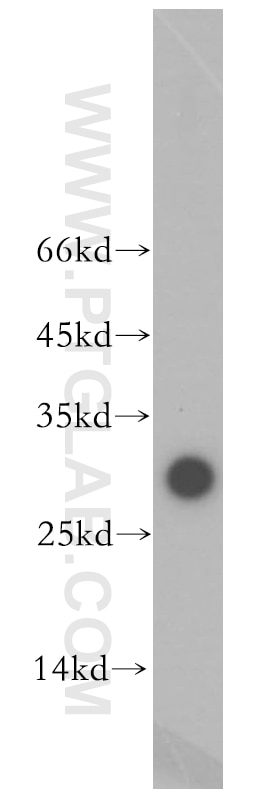 Western Blot (WB) analysis of human heart tissue using THAP1 Polyclonal antibody (12584-1-AP)