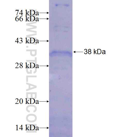 THAP1 fusion protein Ag25305 SDS-PAGE