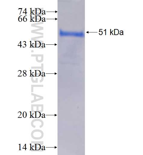 THAP1 fusion protein Ag3285 SDS-PAGE