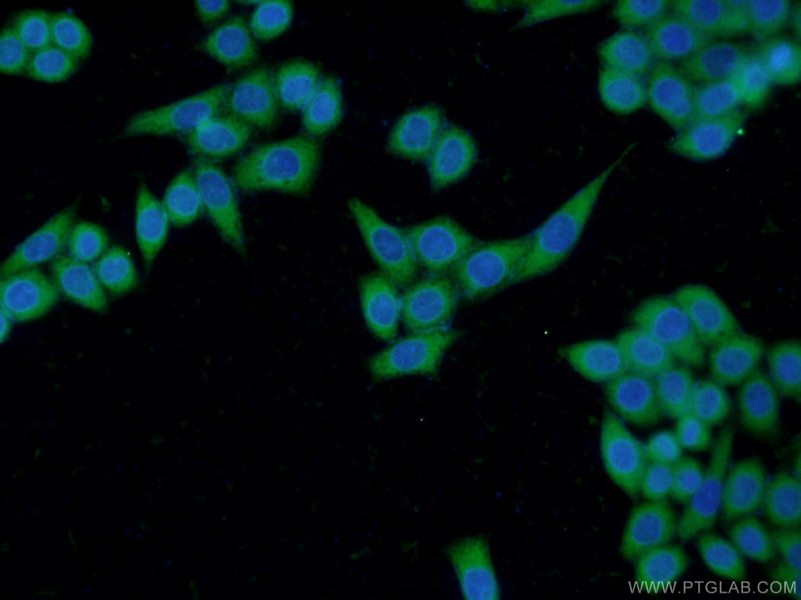 Immunofluorescence (IF) / fluorescent staining of HeLa cells using THAP10 Polyclonal antibody (21897-1-AP)