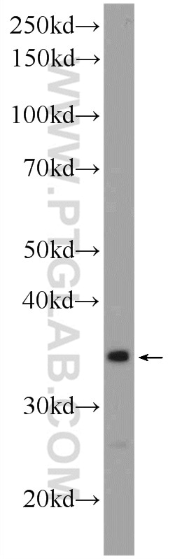 WB analysis of SMMC-7721 using 21897-1-AP