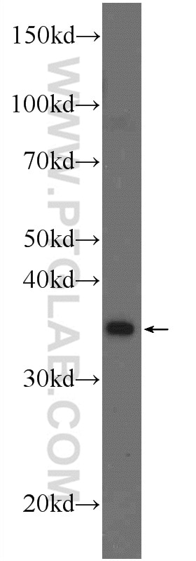 Western Blot (WB) analysis of mouse testis tissue using THAP10 Polyclonal antibody (21897-1-AP)
