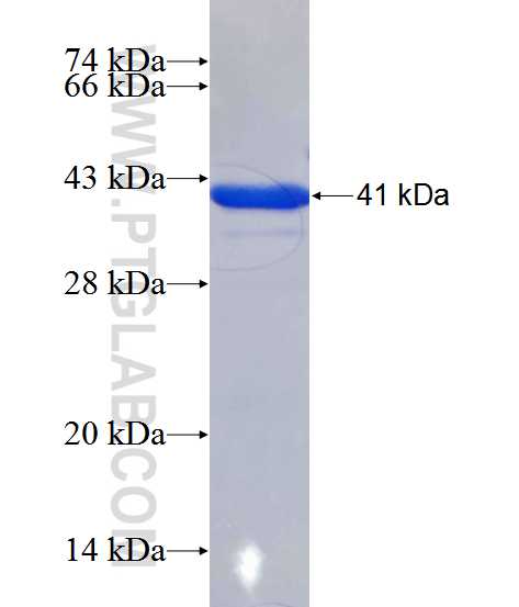 THAP10 fusion protein Ag12541 SDS-PAGE