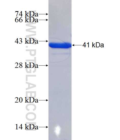 THAP10 fusion protein Ag12541 SDS-PAGE