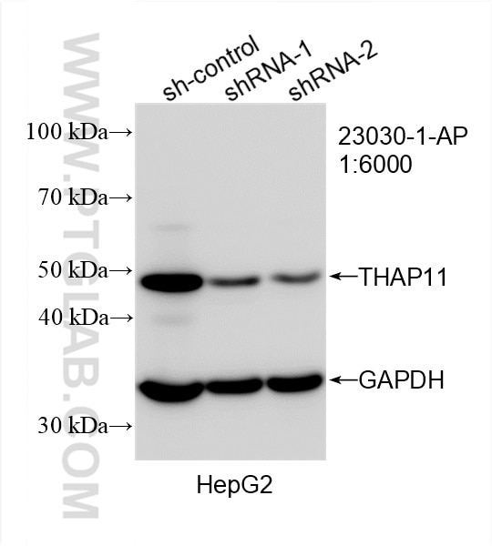 Western Blot (WB) analysis of HepG2 cells using THAP11 Polyclonal antibody (23030-1-AP)