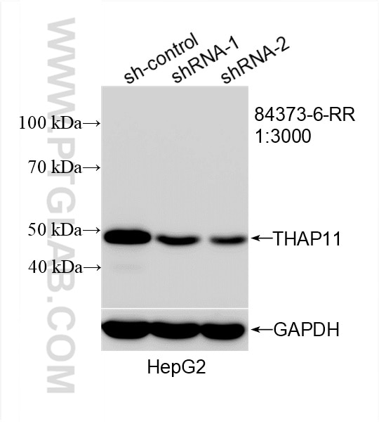 Western Blot (WB) analysis of HepG2 cells using THAP11 Recombinant antibody (84373-6-RR)