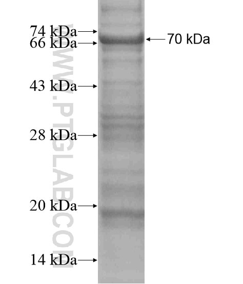 THAP11 fusion protein Ag19342 SDS-PAGE