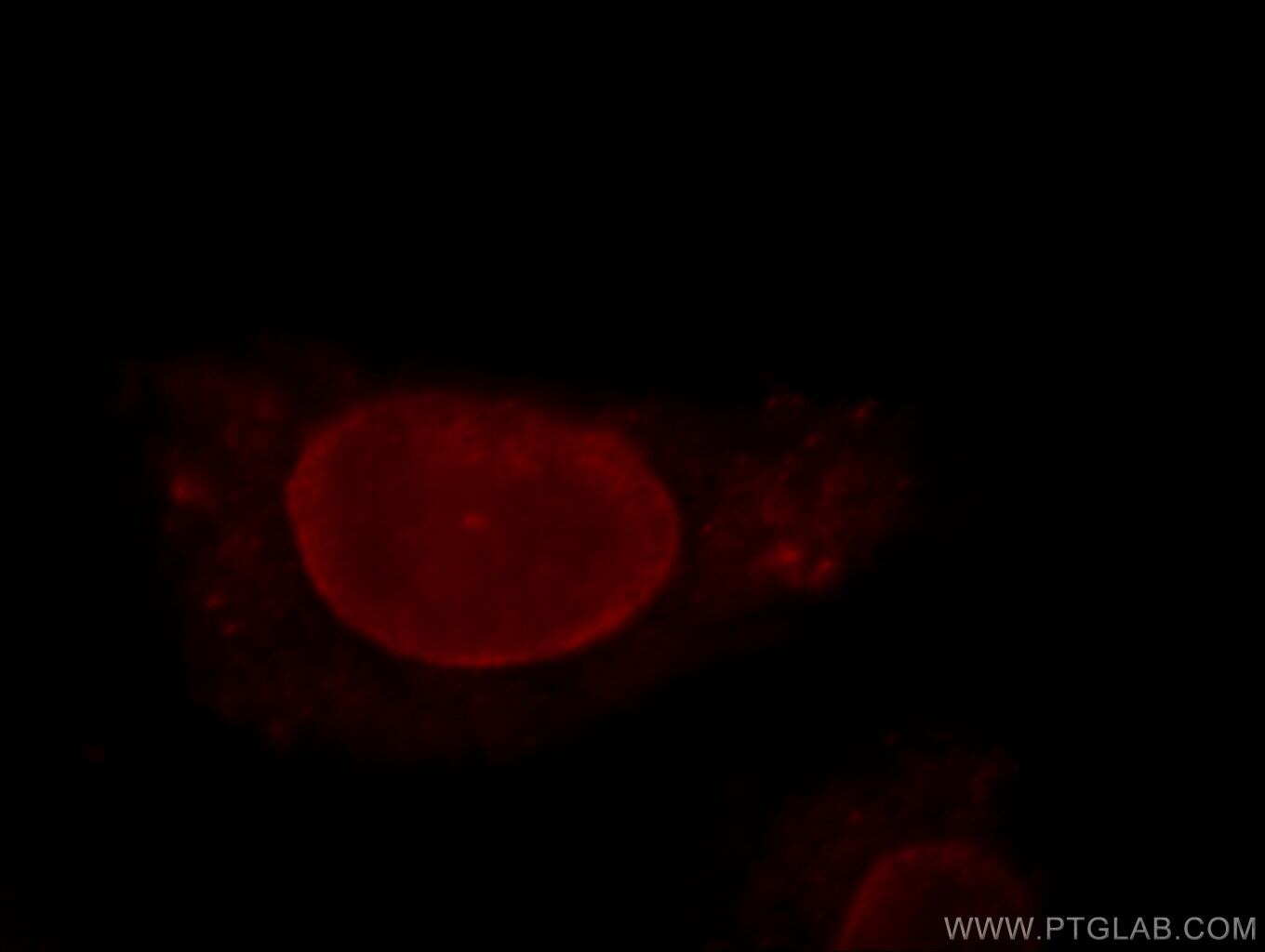 Immunofluorescence (IF) / fluorescent staining of HepG2 cells using THAP2 Polyclonal antibody (20853-1-AP)
