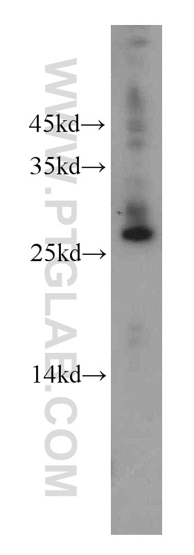 Western Blot (WB) analysis of mouse testis tissue using THAP2 Polyclonal antibody (20853-1-AP)