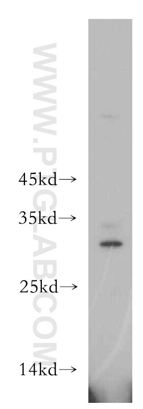 Western Blot (WB) analysis of HEK-293 cells using THAP2 Polyclonal antibody (20853-1-AP)