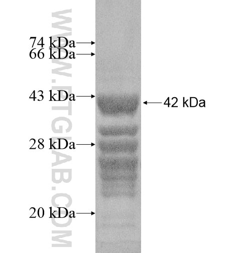THAP2 fusion protein Ag14775 SDS-PAGE