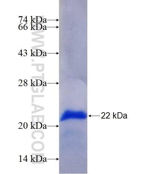 THAP2 fusion protein Ag15644 SDS-PAGE