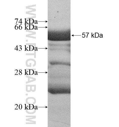 THAP3 fusion protein Ag11165 SDS-PAGE