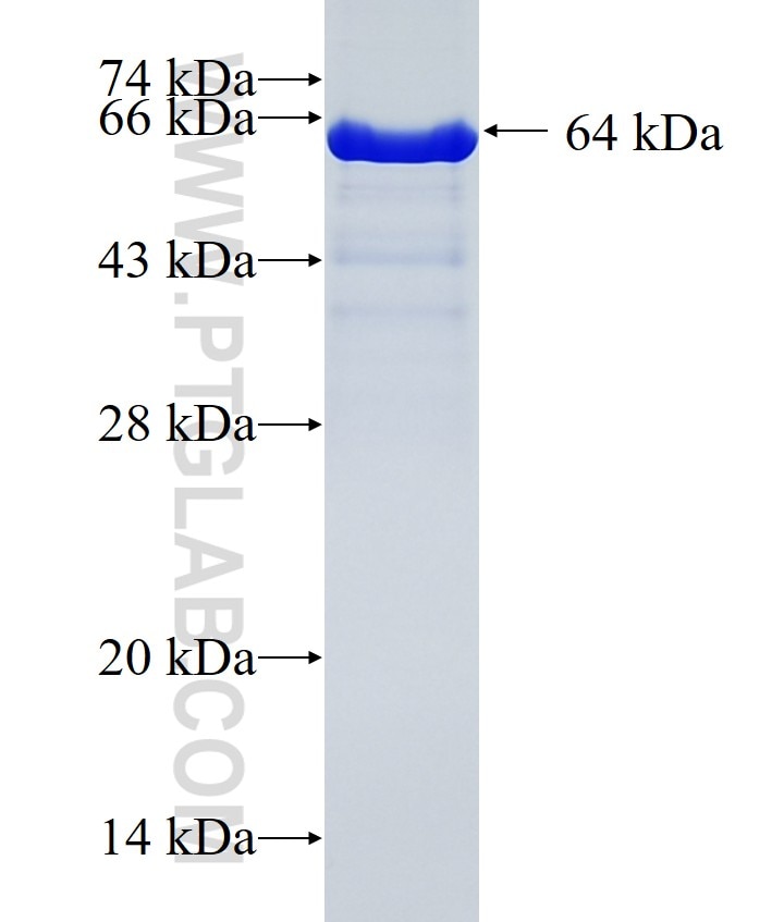 THAP4 fusion protein Ag10180 SDS-PAGE