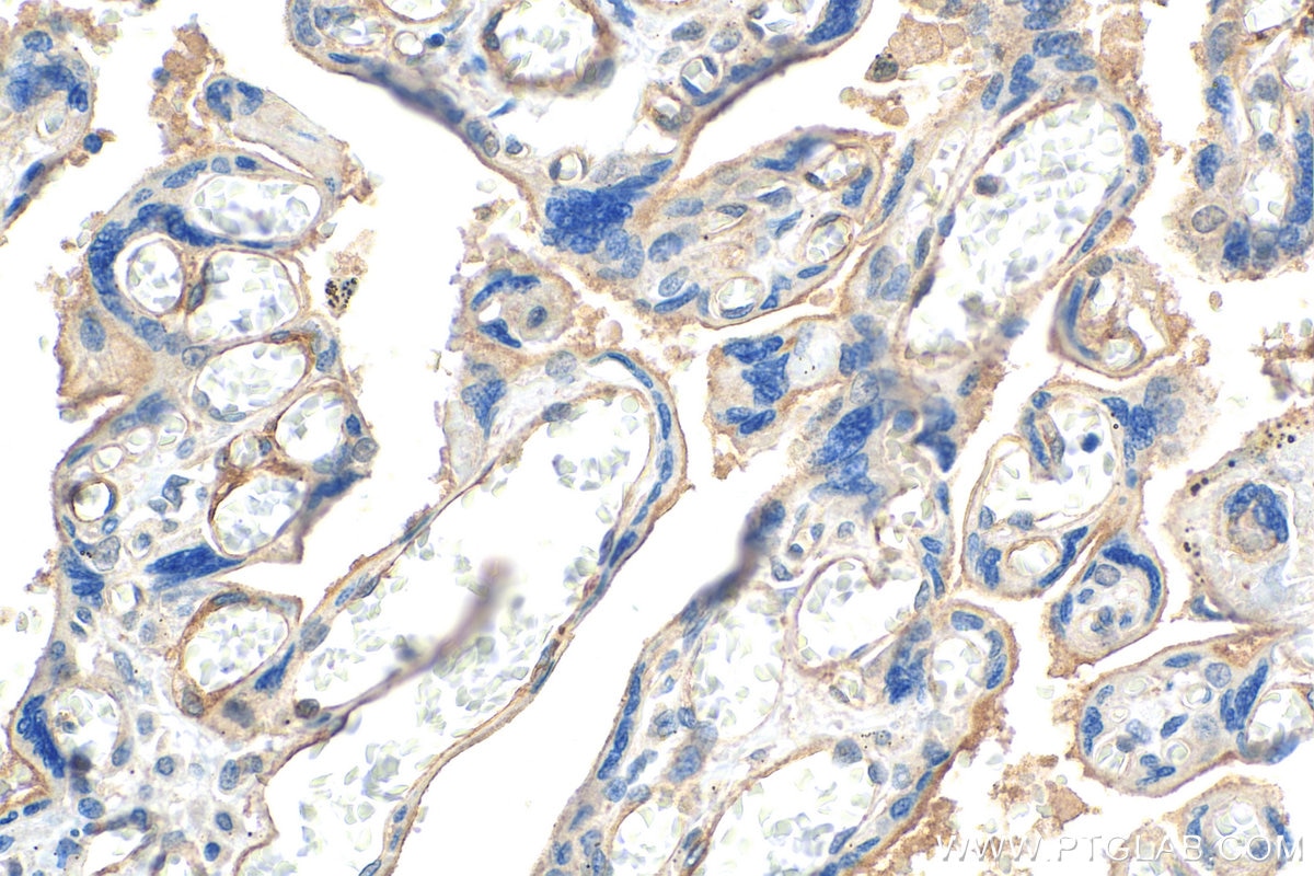Immunohistochemistry (IHC) staining of human placenta tissue using THBD Monoclonal antibody (67831-1-Ig)