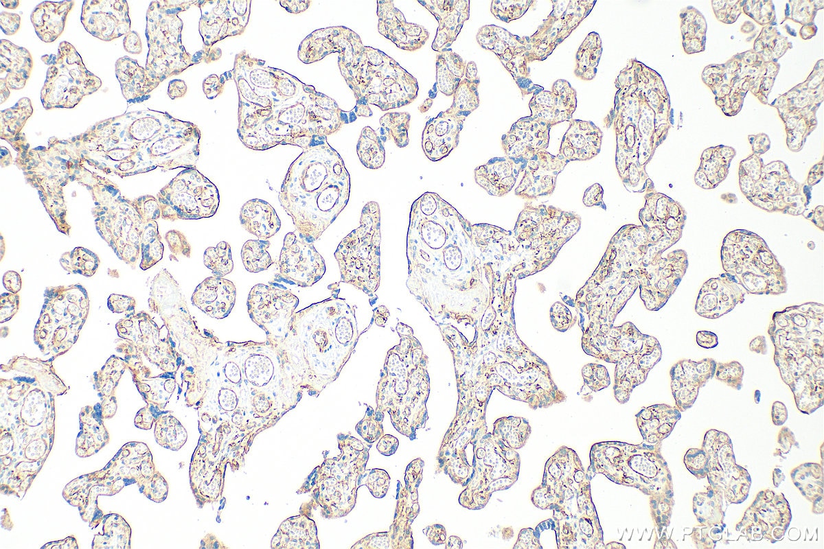 Immunohistochemistry (IHC) staining of human placenta tissue using CD141/Thrombomodulin Monoclonal antibody (67831-1-Ig)