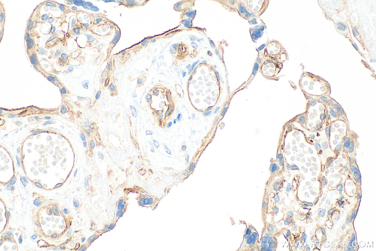 Immunohistochemistry (IHC) staining of human placenta tissue using CD141/Thrombomodulin Monoclonal antibody (67831-1-Ig)