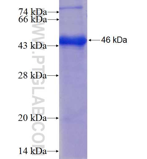 THBD fusion protein Ag5723 SDS-PAGE