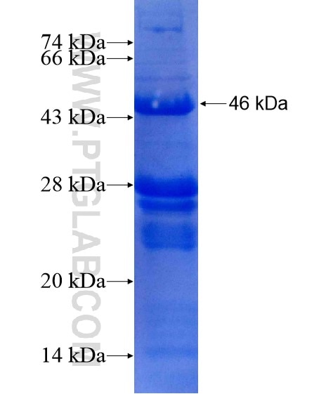THBS2 fusion protein Ag19252 SDS-PAGE