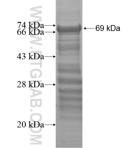 THEG fusion protein Ag13571 SDS-PAGE