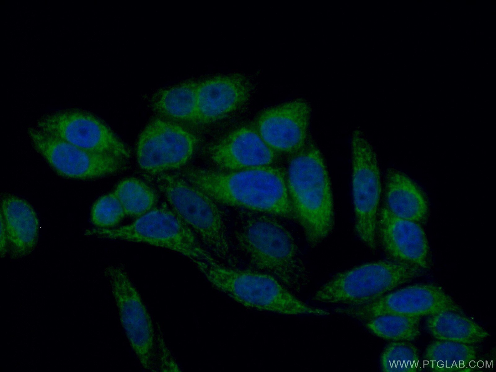 IF Staining of HepG2 using 16782-1-AP