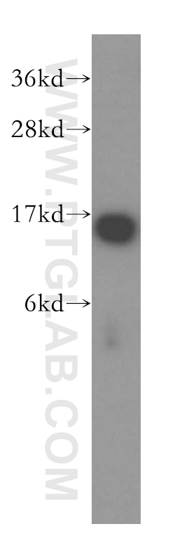 Western Blot (WB) analysis of HepG2 cells using THEM2 Polyclonal antibody (16782-1-AP)