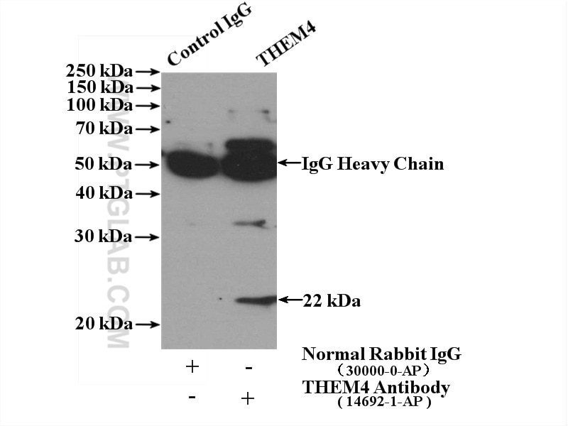 Immunoprecipitation (IP) experiment of mouse brain tissue using CTMP Polyclonal antibody (14692-1-AP)