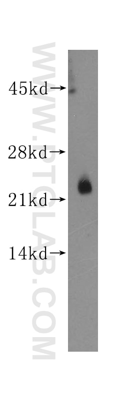 Western Blot (WB) analysis of HepG2 cells using CTMP Polyclonal antibody (14692-1-AP)