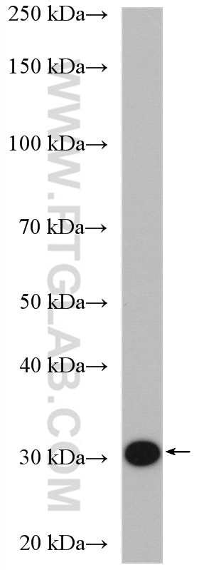 Western Blot (WB) analysis of K-562 cells using THG1L Polyclonal antibody (15208-1-AP)