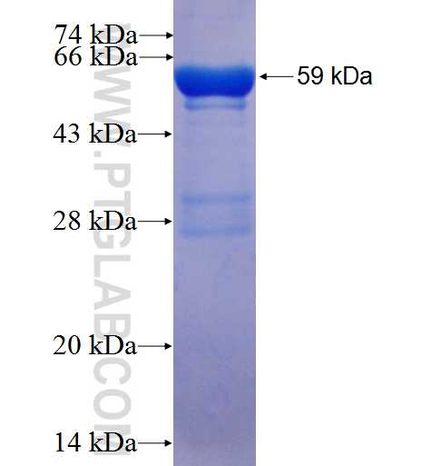 THG1L fusion protein Ag7361 SDS-PAGE