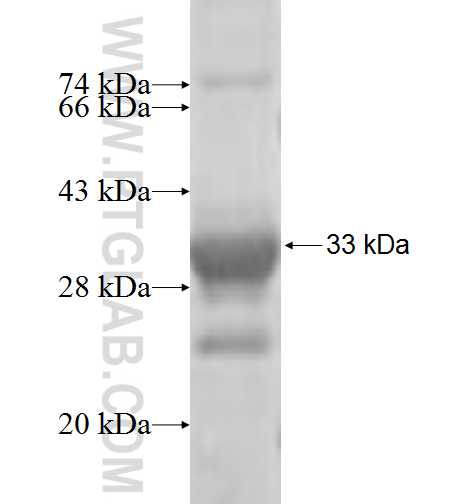 THG1L fusion protein Ag7528 SDS-PAGE