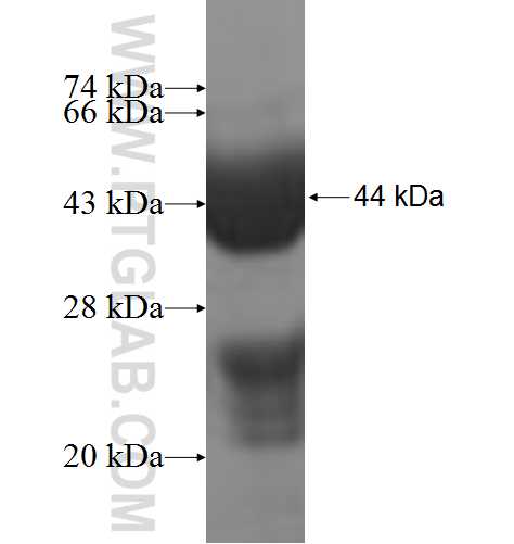 THNSL1 fusion protein Ag8272 SDS-PAGE