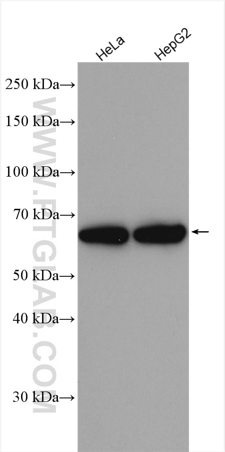 Western Blot (WB) analysis of various lysates using THNSL2 Polyclonal antibody (17573-1-AP)
