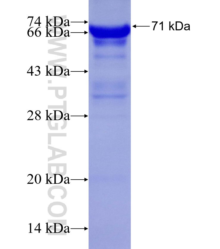 THNSL2 fusion protein Ag11788 SDS-PAGE