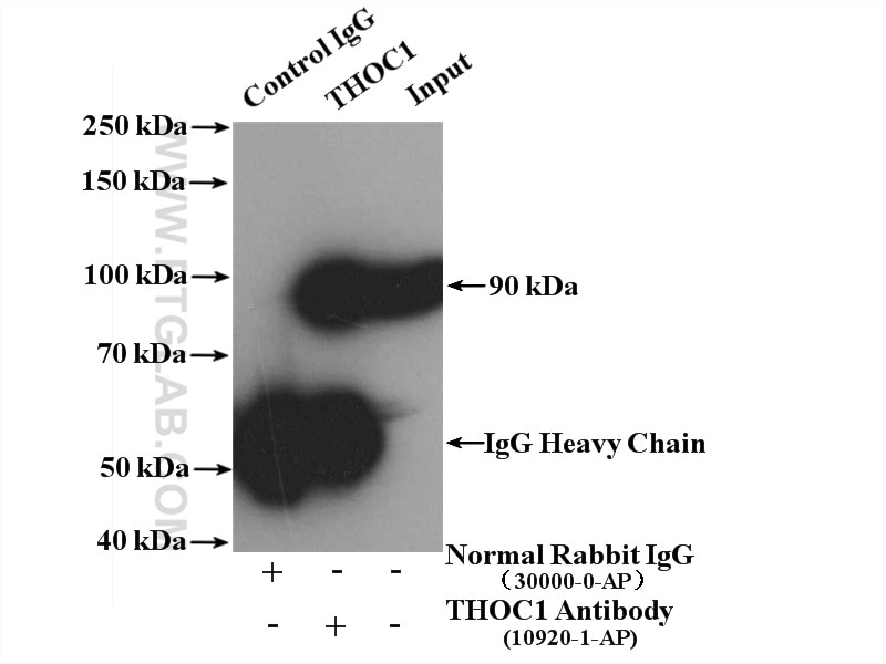 Immunoprecipitation (IP) experiment of HEK-293 cells using THOC1 Polyclonal antibody (10920-1-AP)